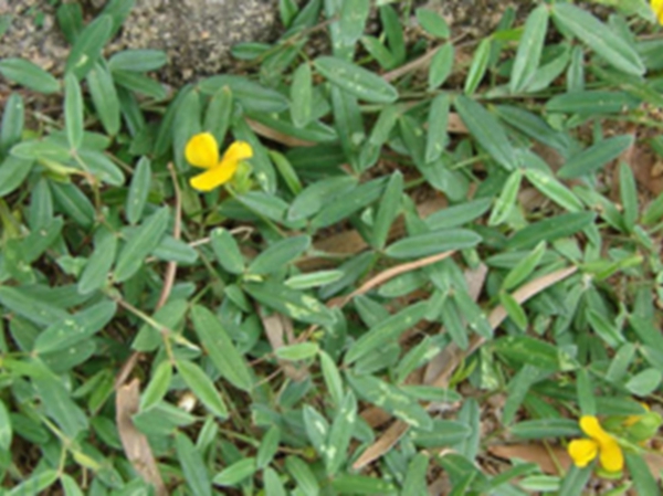 丁癸草根