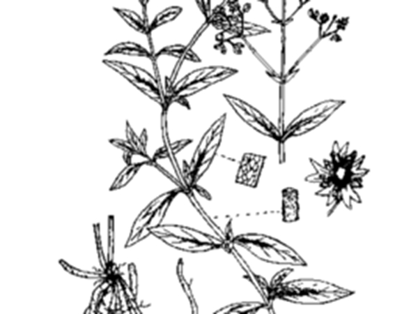 大种鹅儿肠