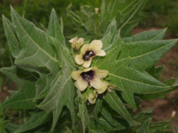 莨菪根