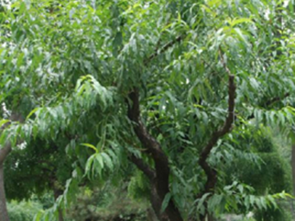 桃根