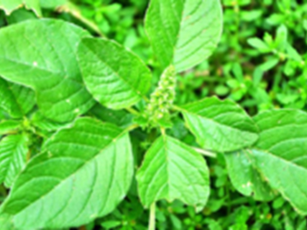 野苋菜