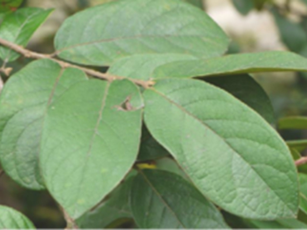 方叶五月茶