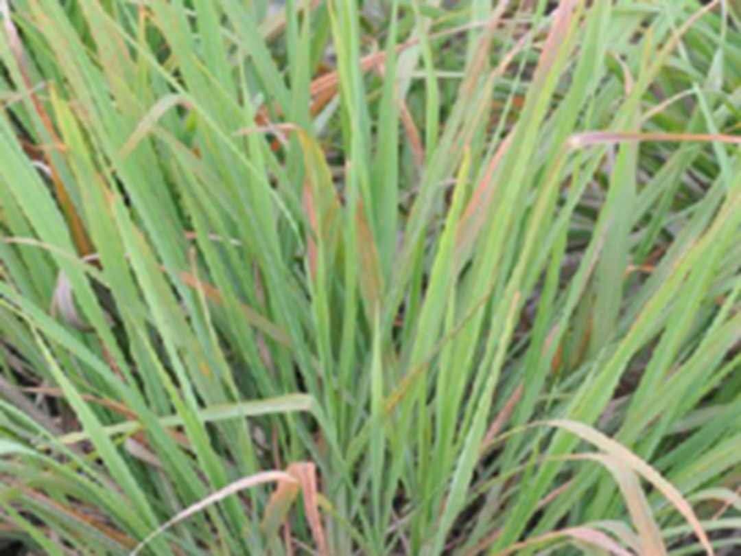 茅香花