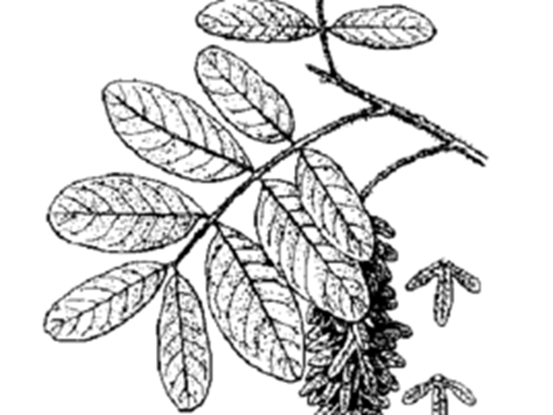 毛叶黄杞