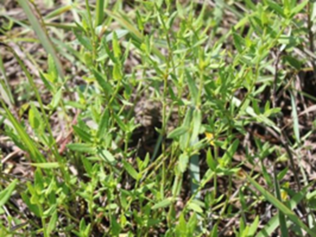 黄花小二仙草