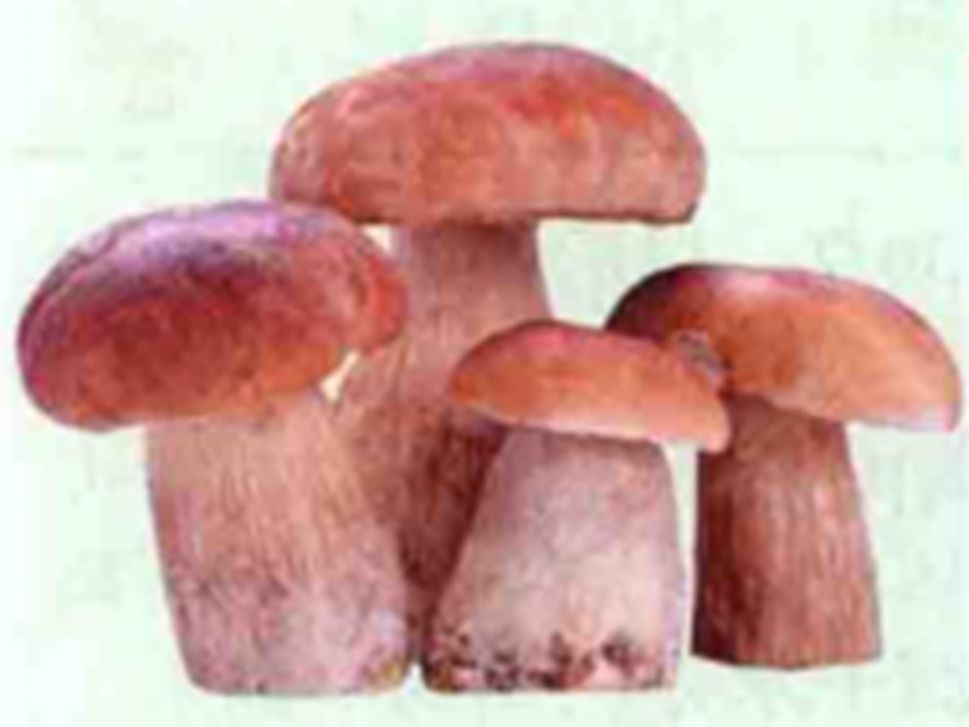 牛肝菌
