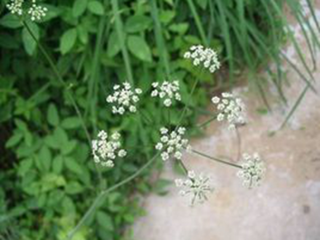 防风花