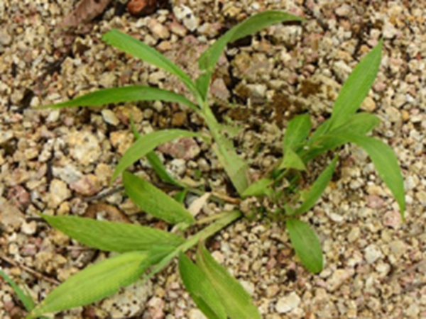 皱叶狗尾草