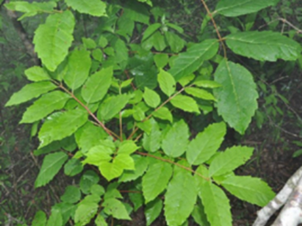 苦木叶