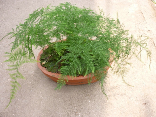 文竹