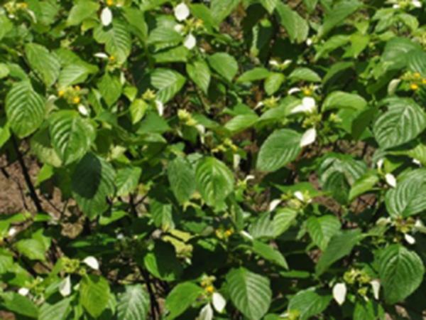 山甘草