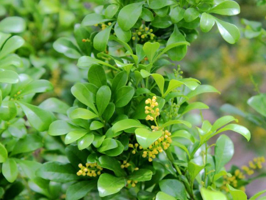 米仔兰花