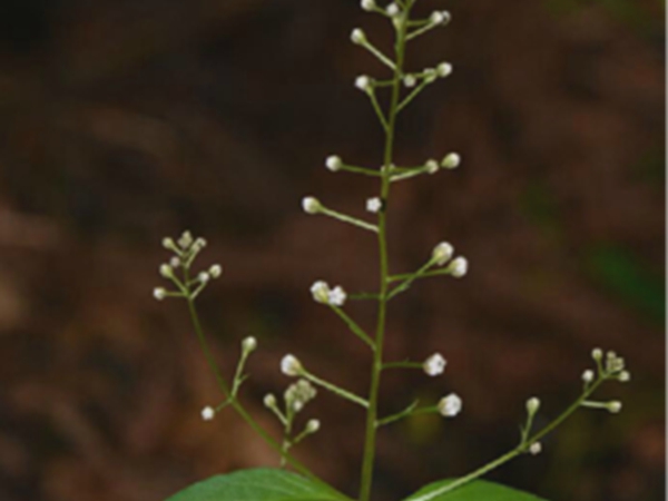 繸瓣珍珠菜