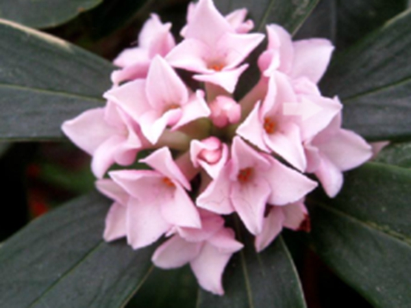 瑞香花