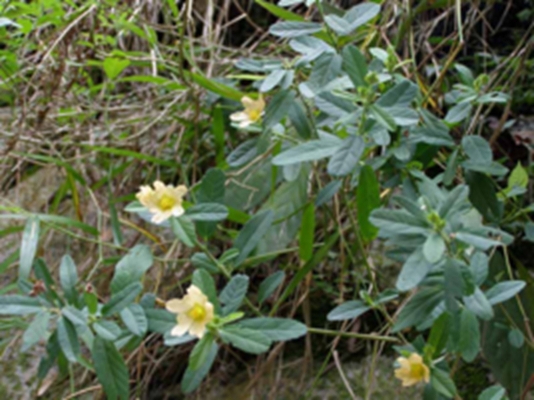 黄花母