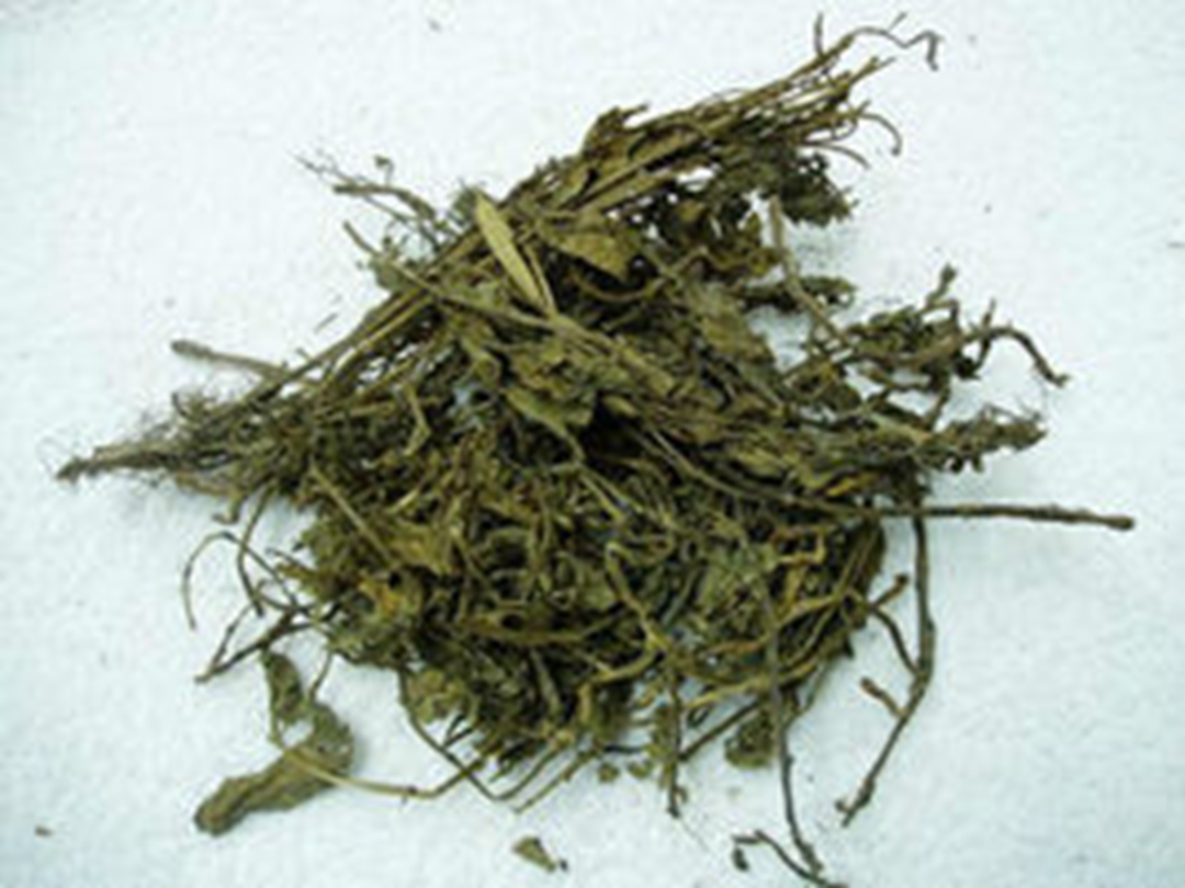 灵香草