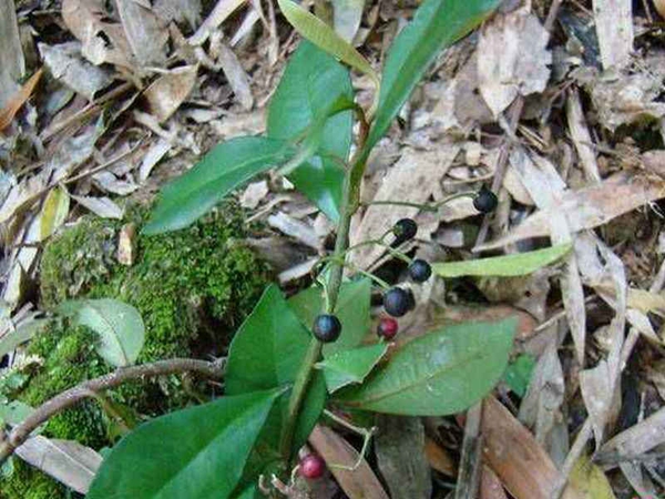 小紫金牛