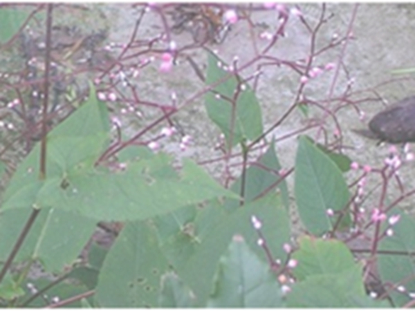 稀花蓼