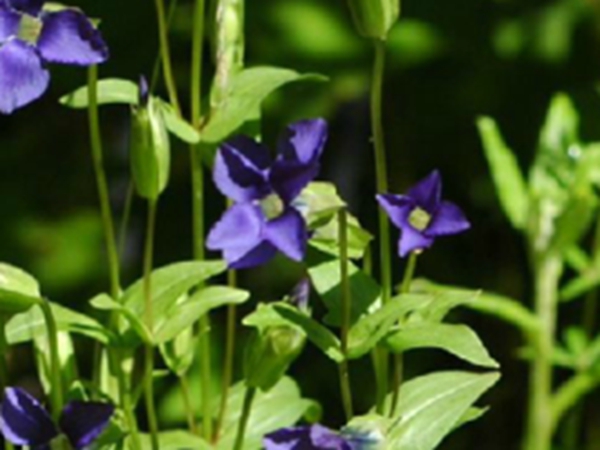 湿生扁蕾
