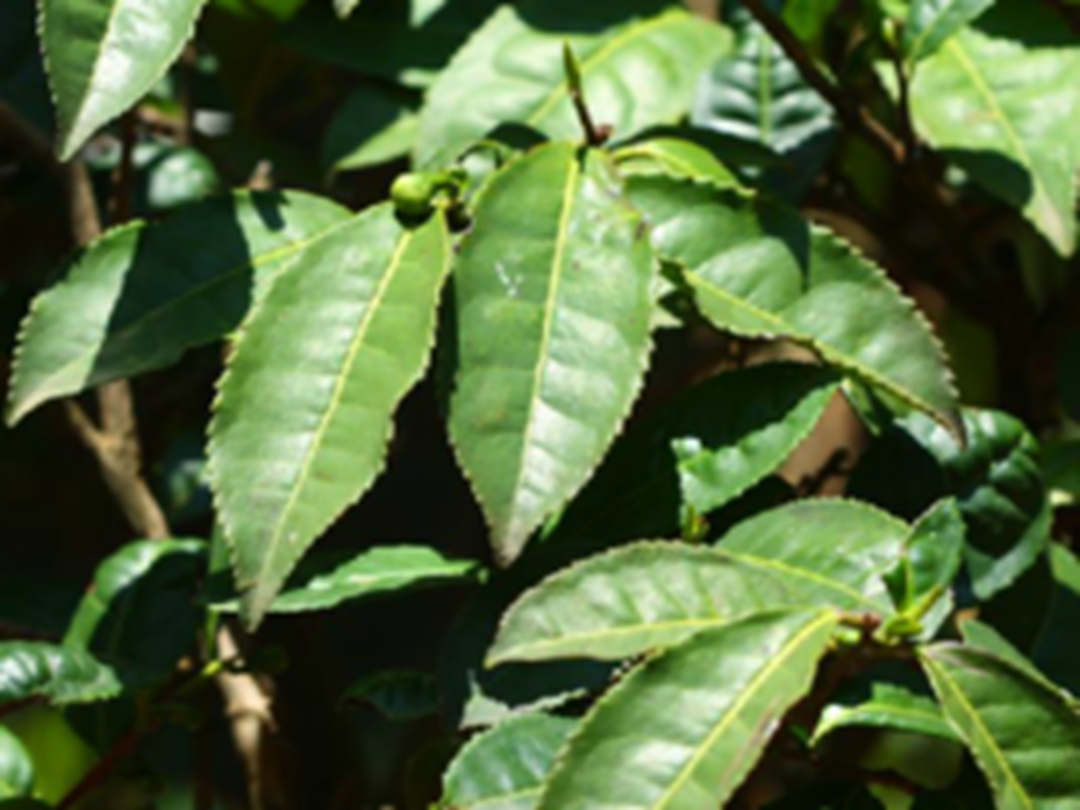 普洱茶