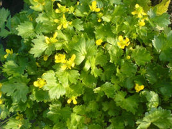 石龙芮