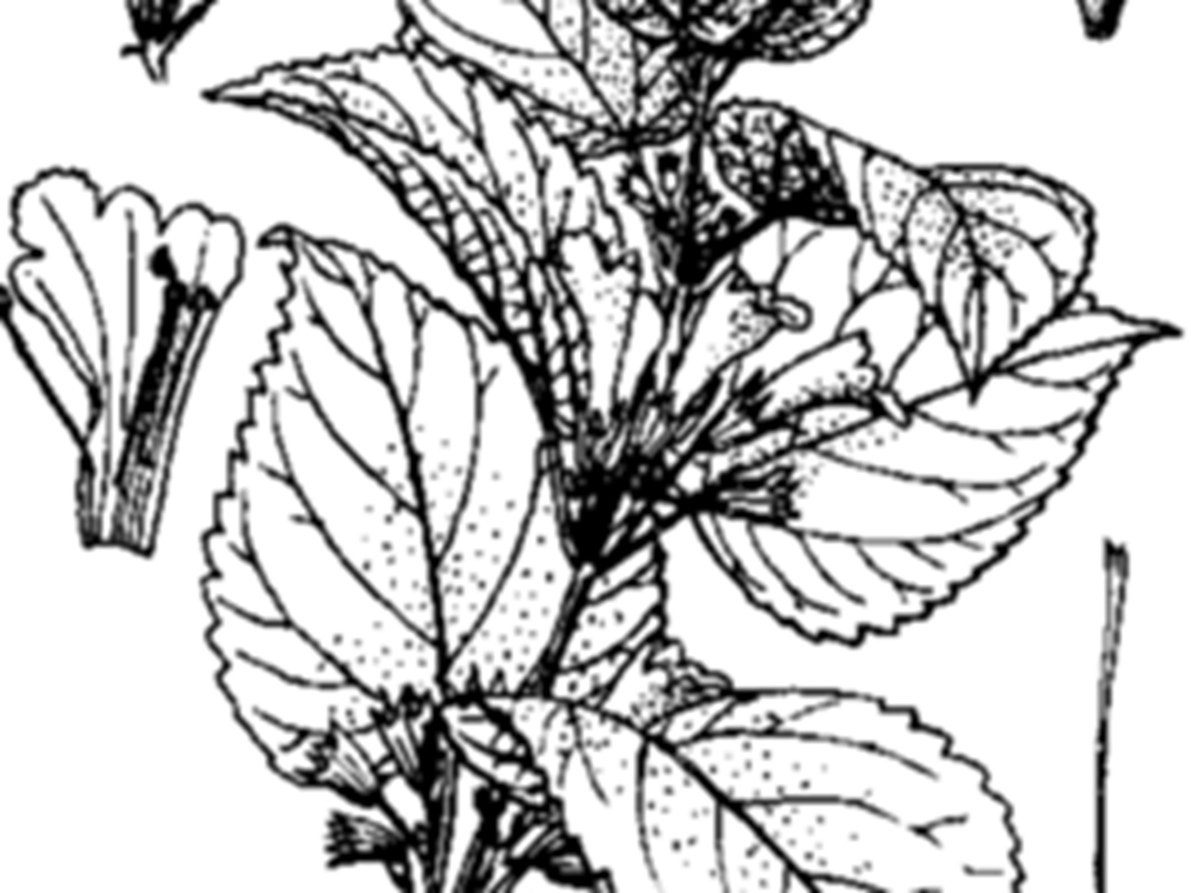 钝齿铃子香