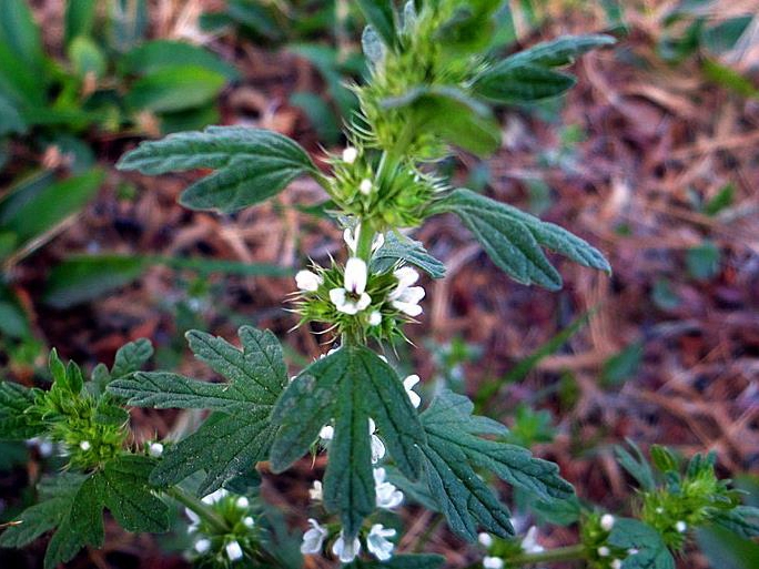 夏至草