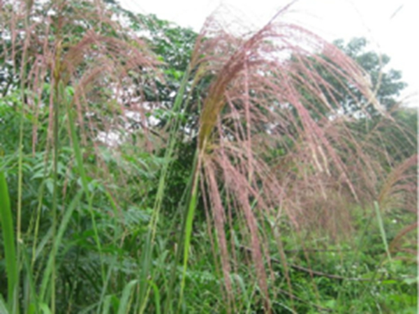 芒根