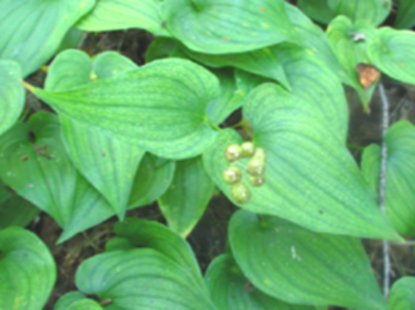 二叶舞鹤草