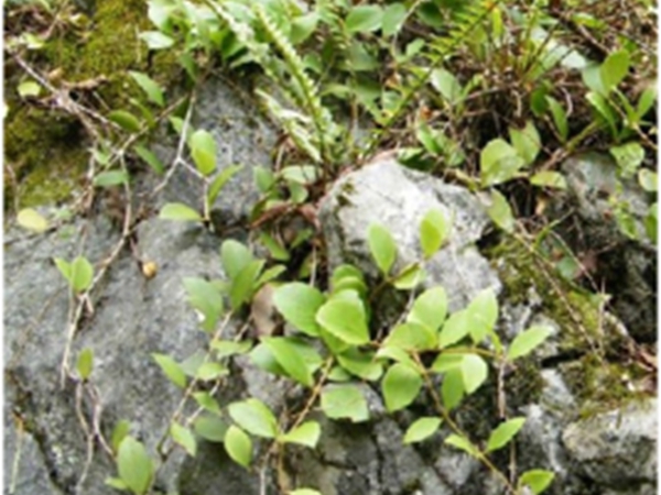 下山虎