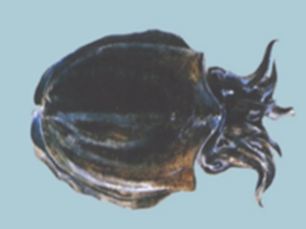 乌贼鱼腹中墨