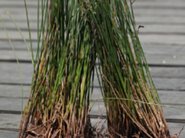 石龙刍根