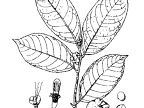 大叶金花茶叶