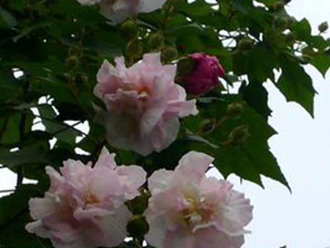 木芙蓉花