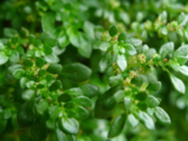 透明草