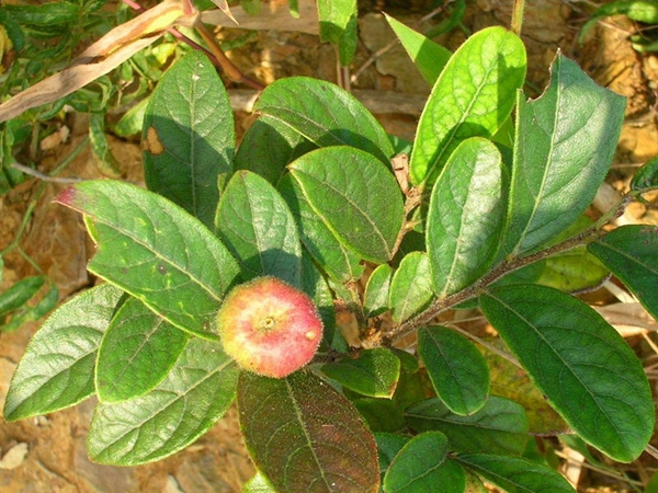 算盘子