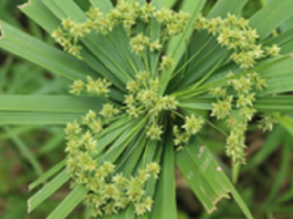 伞莎草