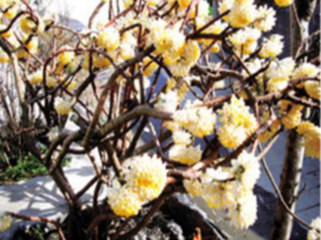 梦花根