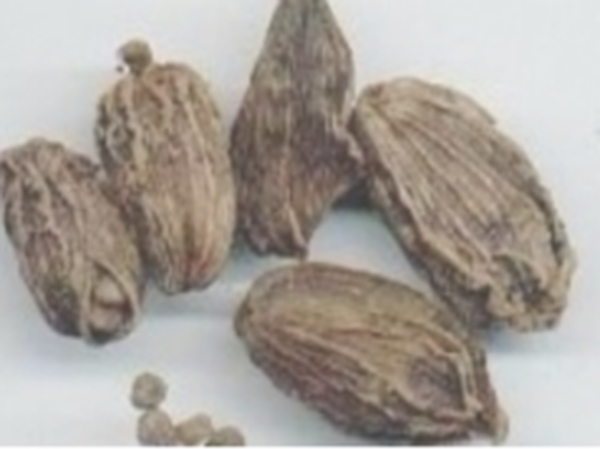 香豆蔻