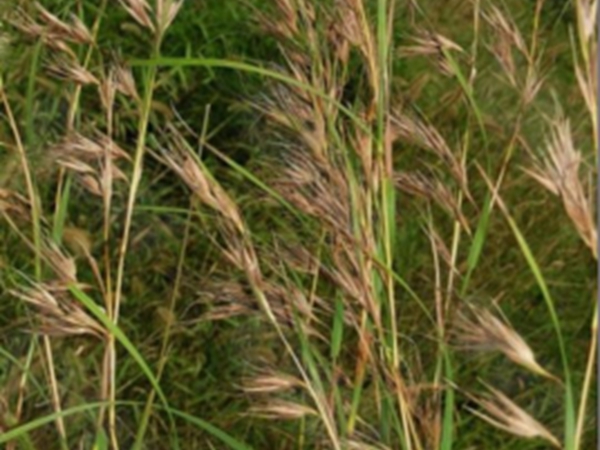 黄背草