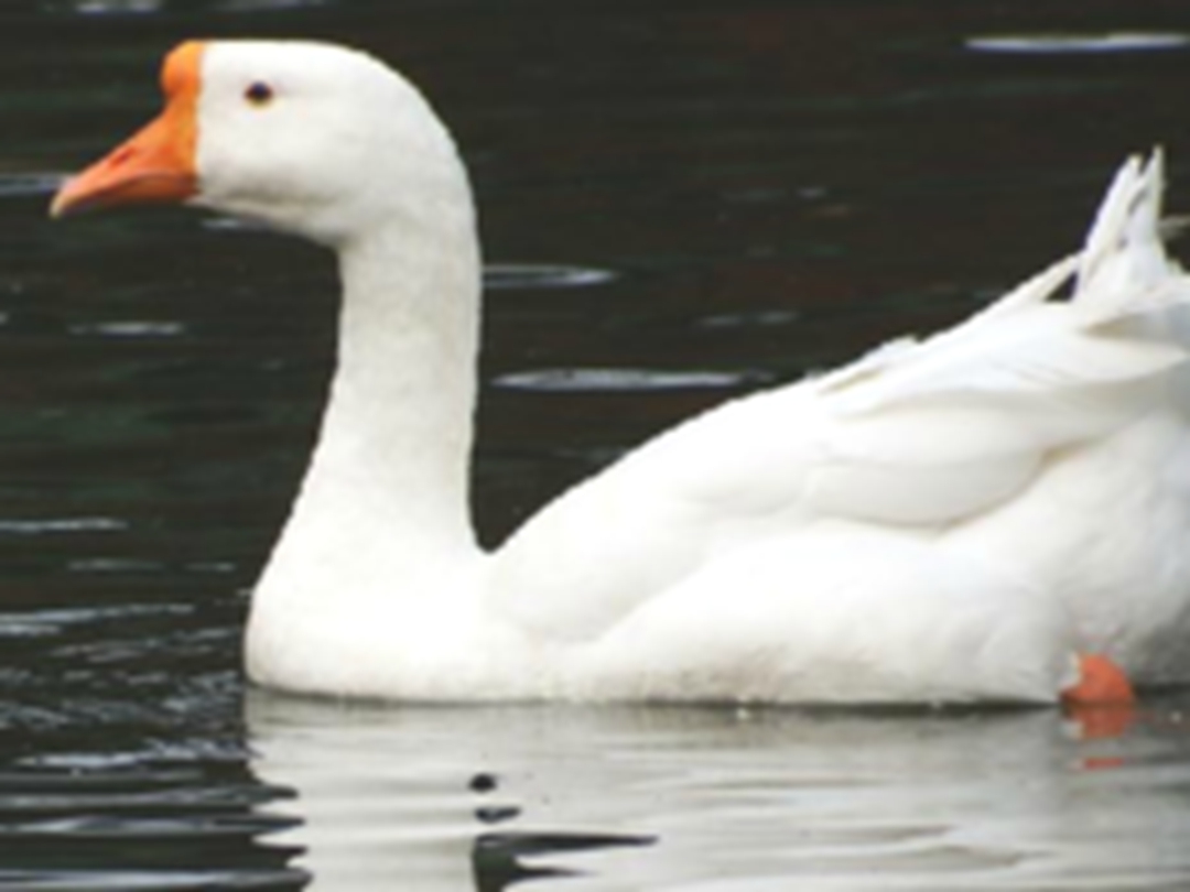 鹅涎