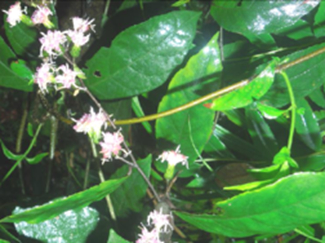 毒根斑鸠菊