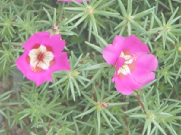 午时花