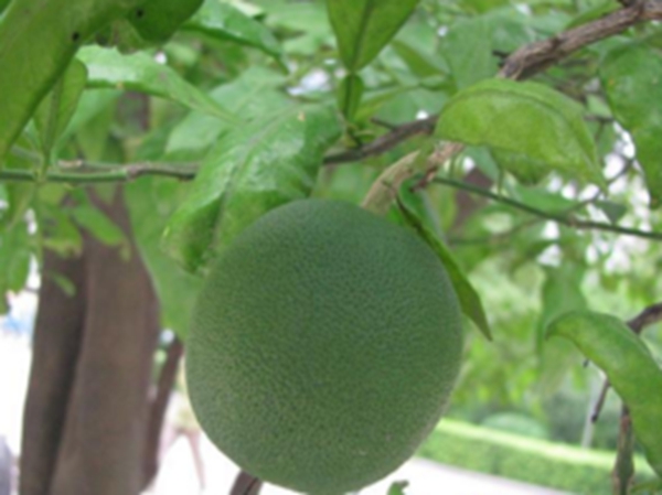 香圆子