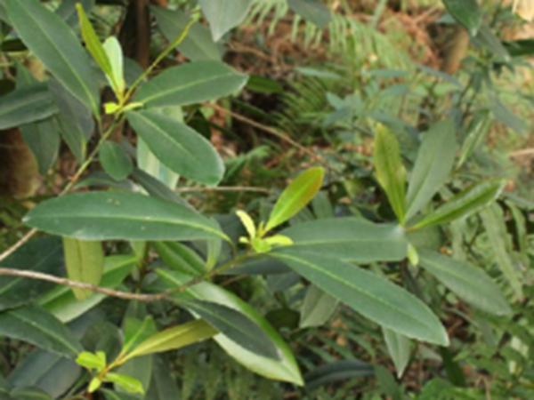 大头茶果