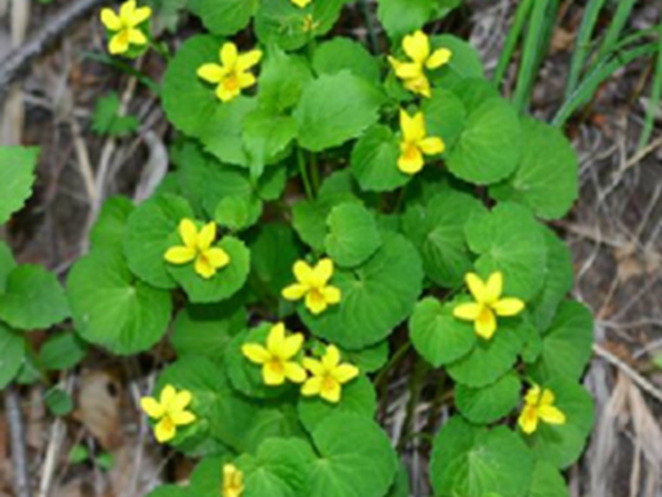 双花堇菜