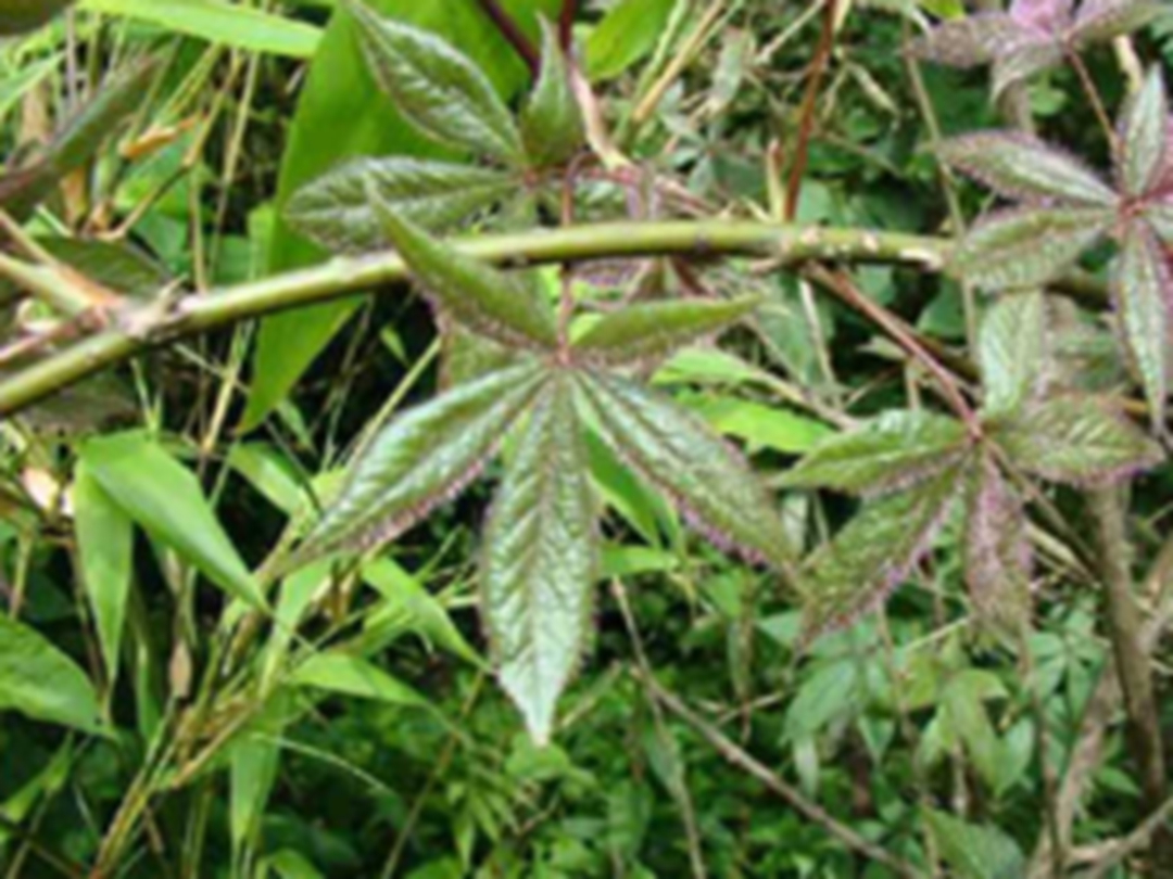 红毛五加皮