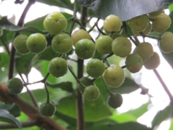 山油柑果实