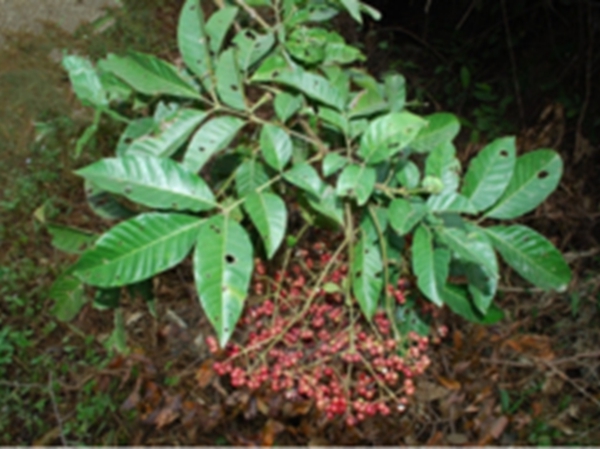五除叶