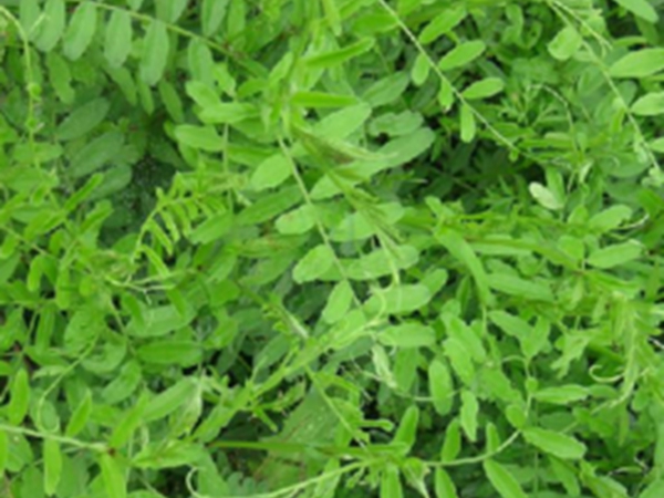 山野豌豆